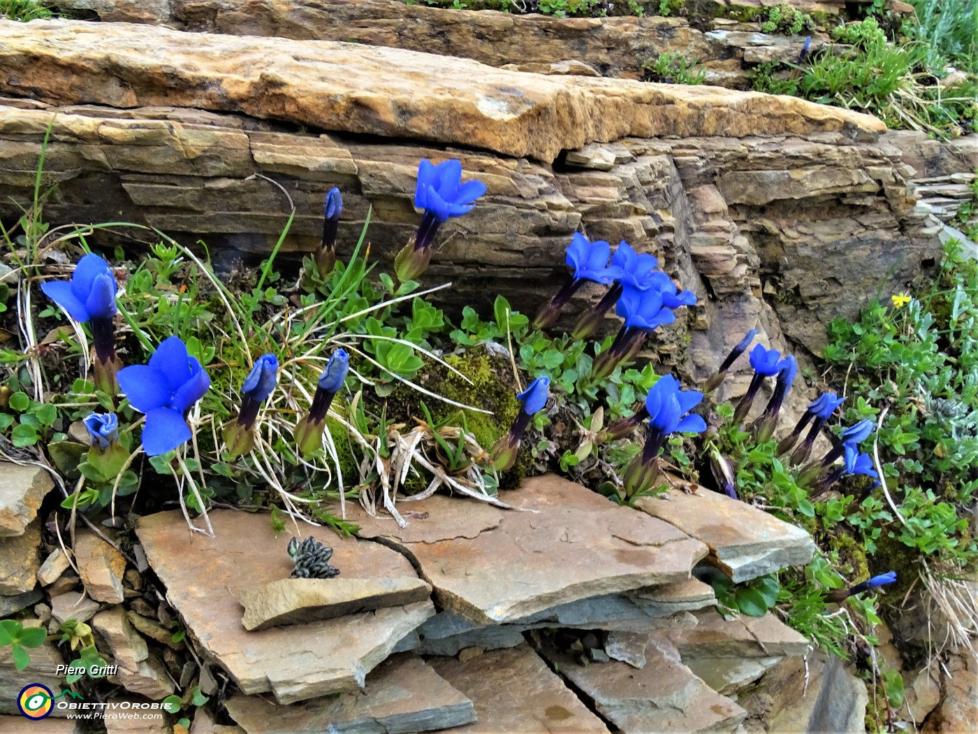 69 Gentiana verna (Genziana primaticcia) tra rocce stratificate.JPG